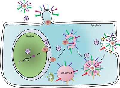 Features and Functions of the Conserved Herpesvirus Tegument Protein UL11 and Its Binding Partners